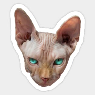 Sphynx cat with turquoise eyes Sticker